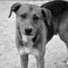 Muslim Girl Holds Dog - Malaysia