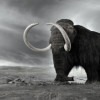 Mammoth